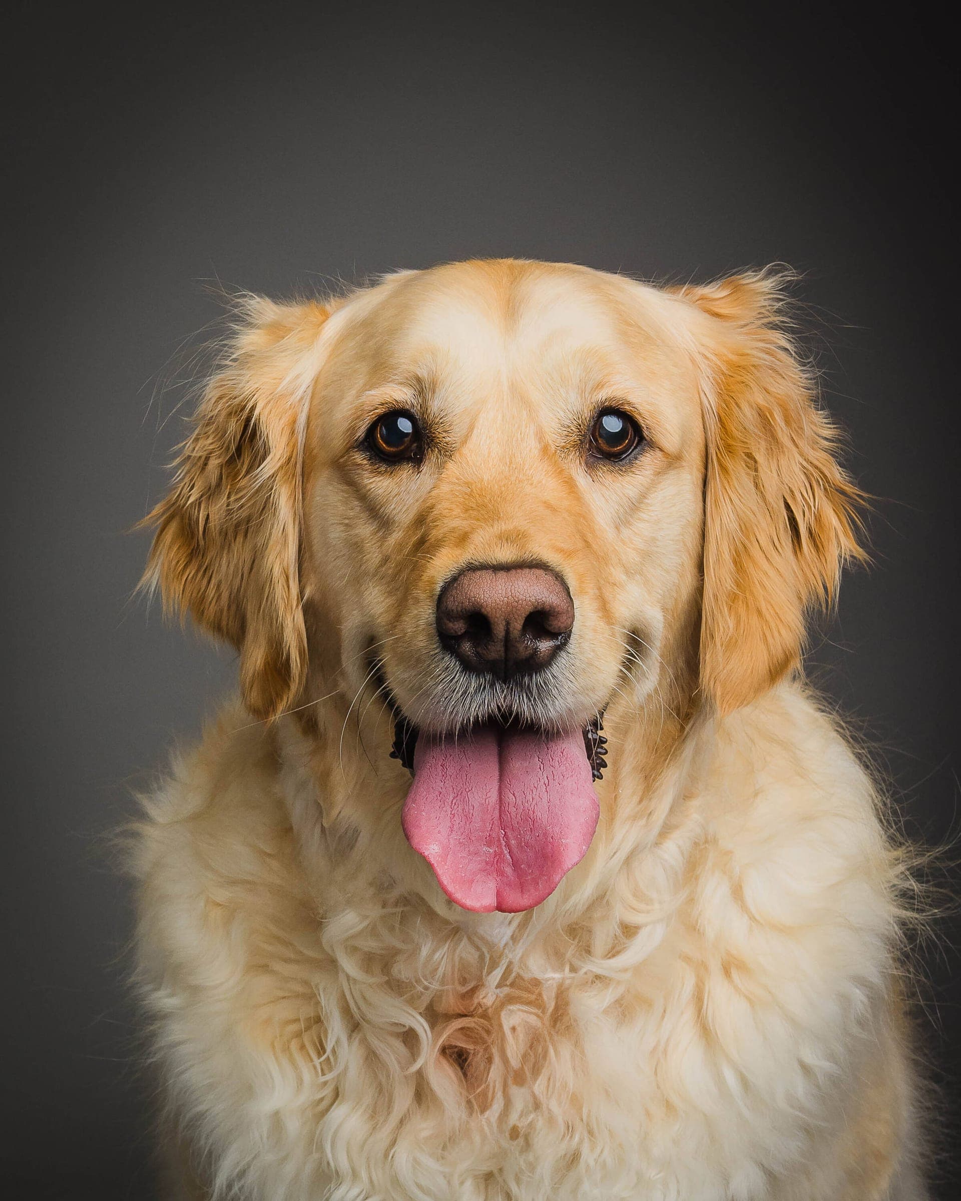 Professional pet portrait of a dog by Amy Marlan Photography in Grover Beach